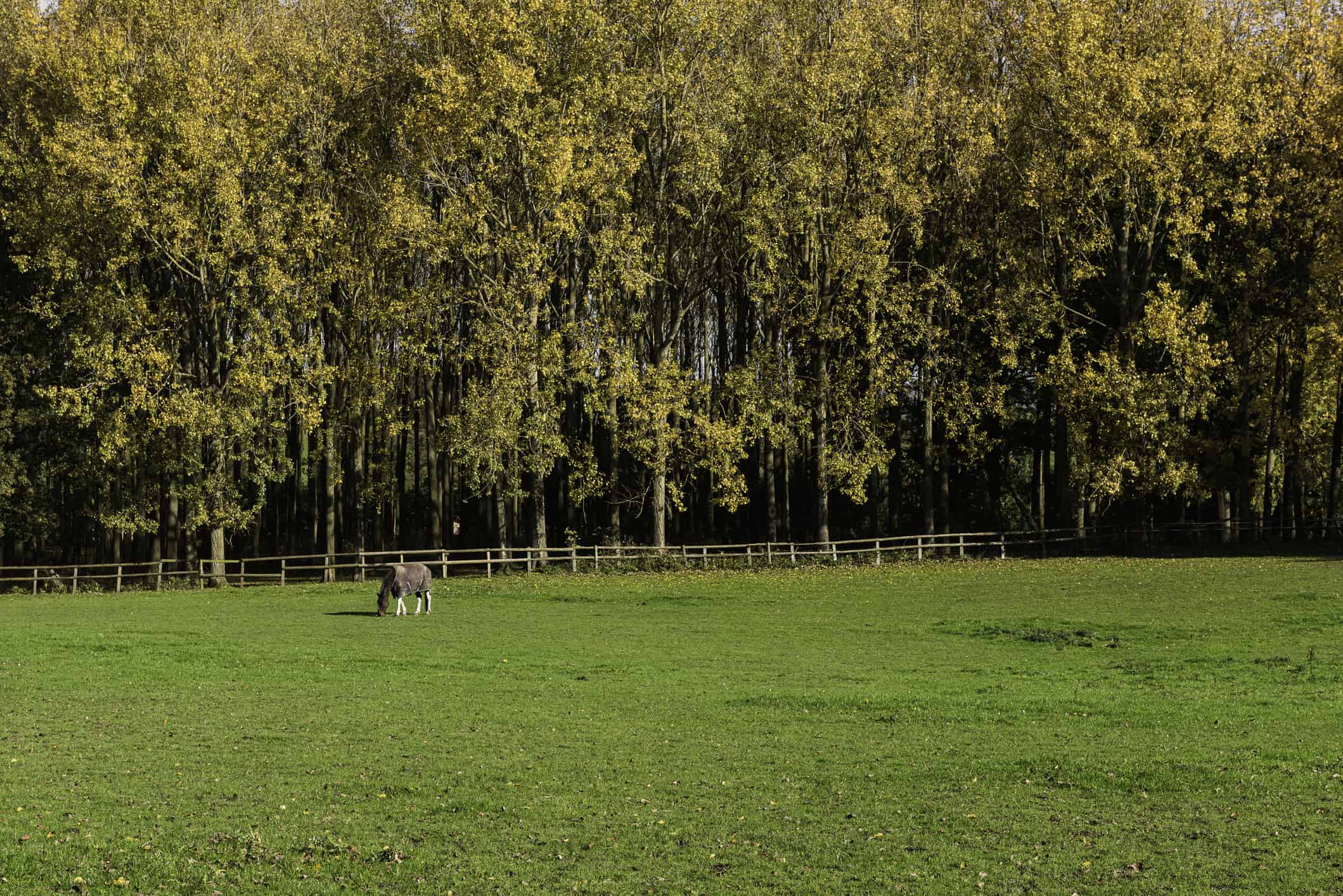 A horse in a field just outside Pluckley near Ashford in Kent