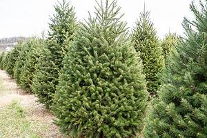 How to Keep Your Douglas Fir Christmas Tree Alive and Thriving All Season Long Picture