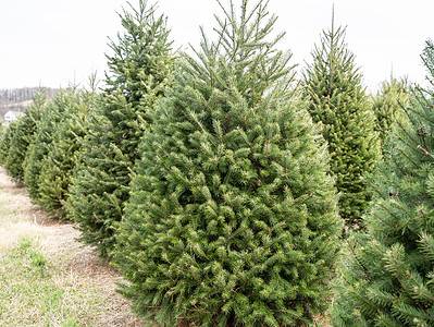 A How to Keep Your Douglas Fir Christmas Tree Alive and Thriving All Season Long