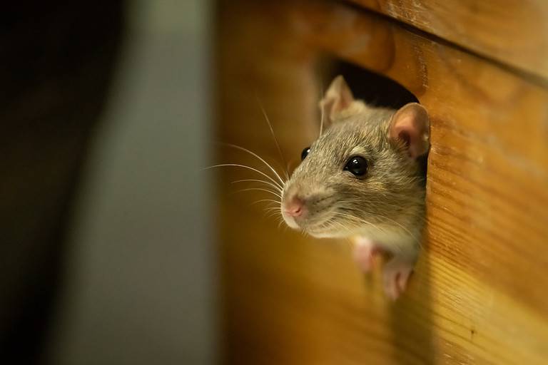 Mouse - Animal, Rat, House, Pest, Home Interior