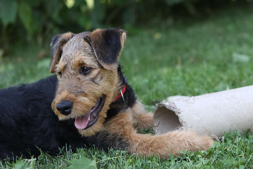 Airedale Terrier (Puppy)