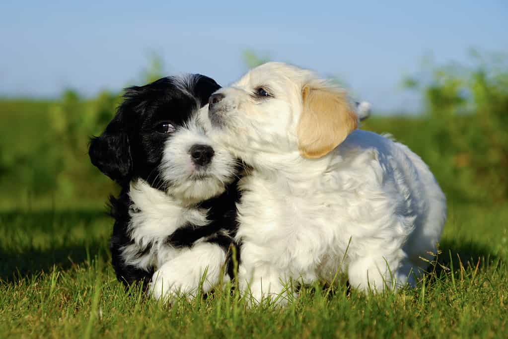 Black and white puppy dogs