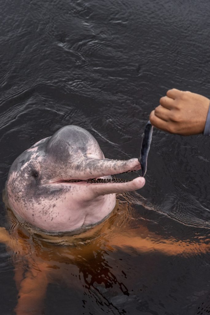 Man feeding and interacting with pink dolphing in Negro River