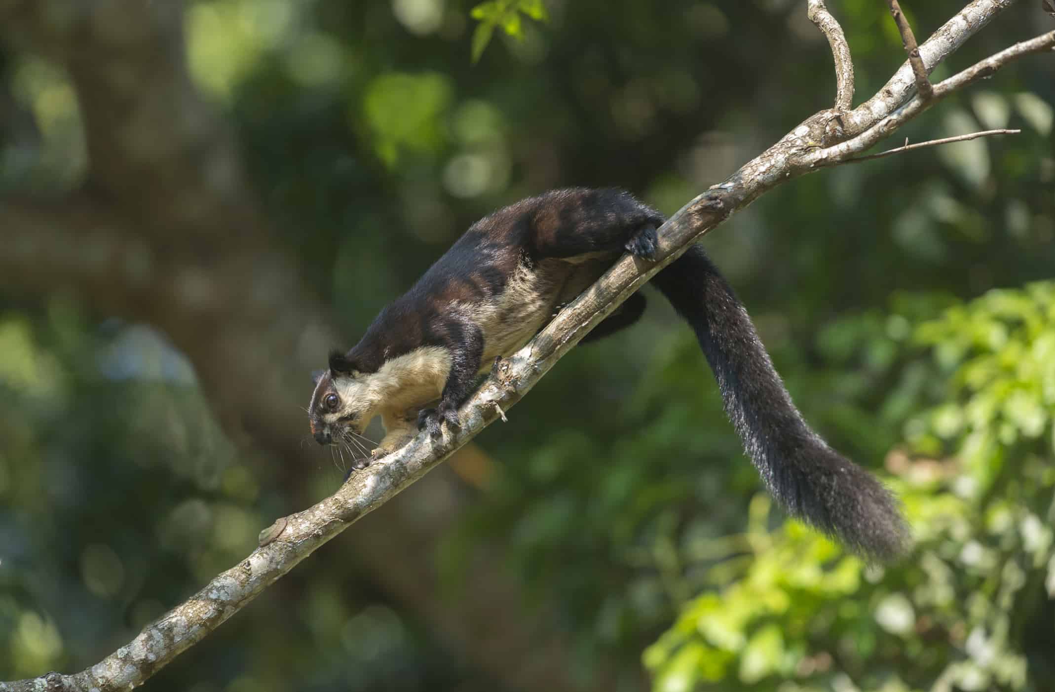 The black giant squirrel or Malayan giant squirrel, Ratufa bicolor, Assam, India