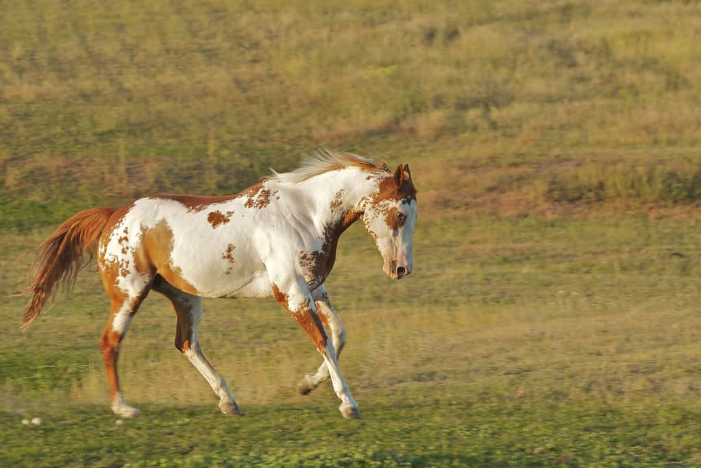 Paint horse running