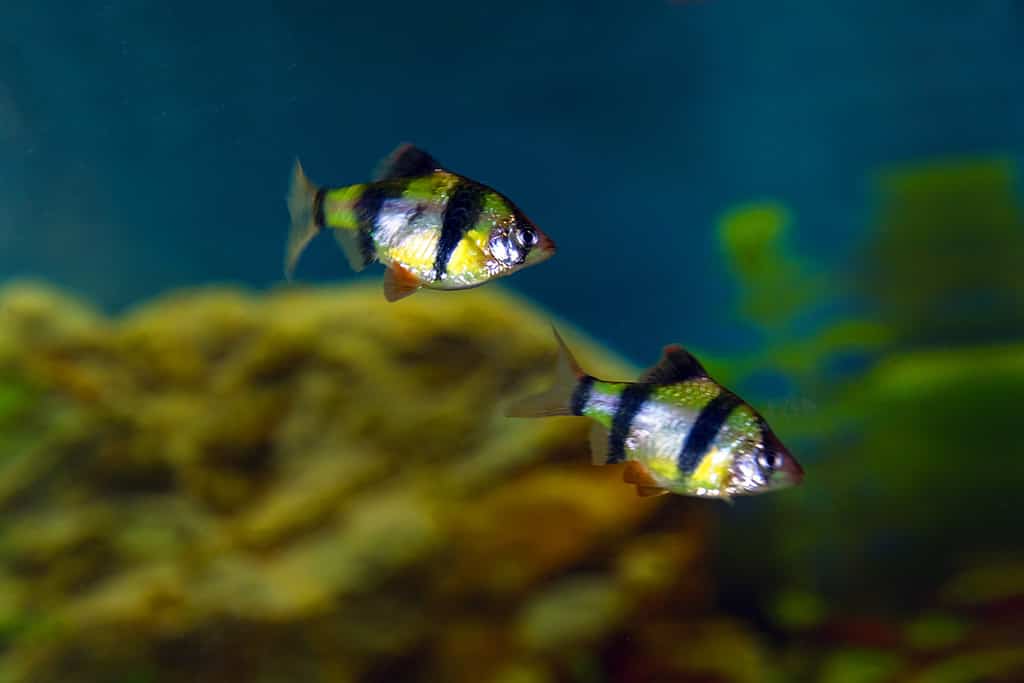 Striped Barbus fish in the aquarium