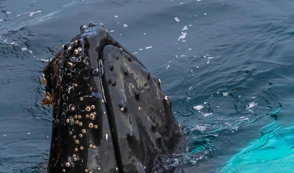 Close encounter with a group of humpabck whales in the waters off the west coast of Graham Land in the Antarctic Peninsula, Antarctica.