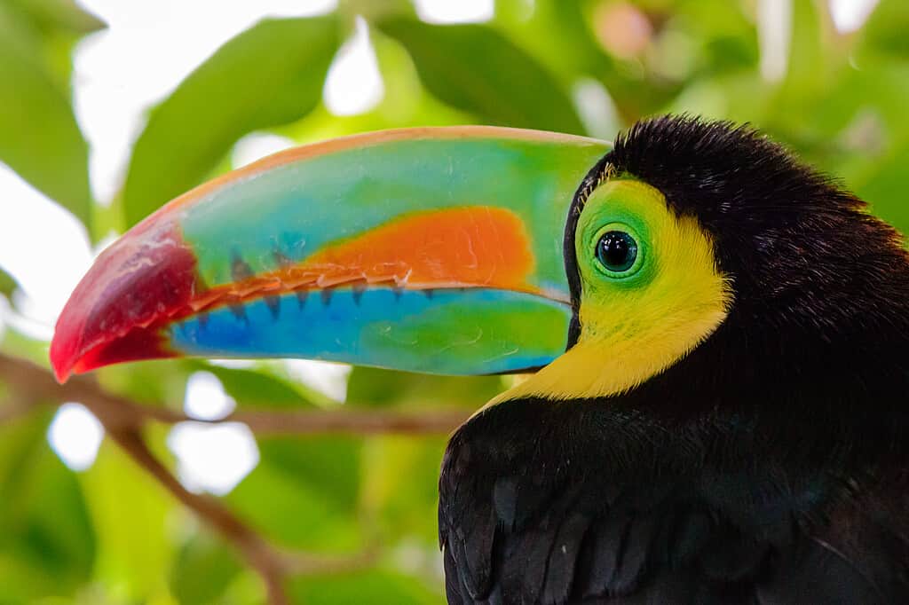 Portrait of the beautiful coloured Keel billed toucan, ramphastos sulfuratus