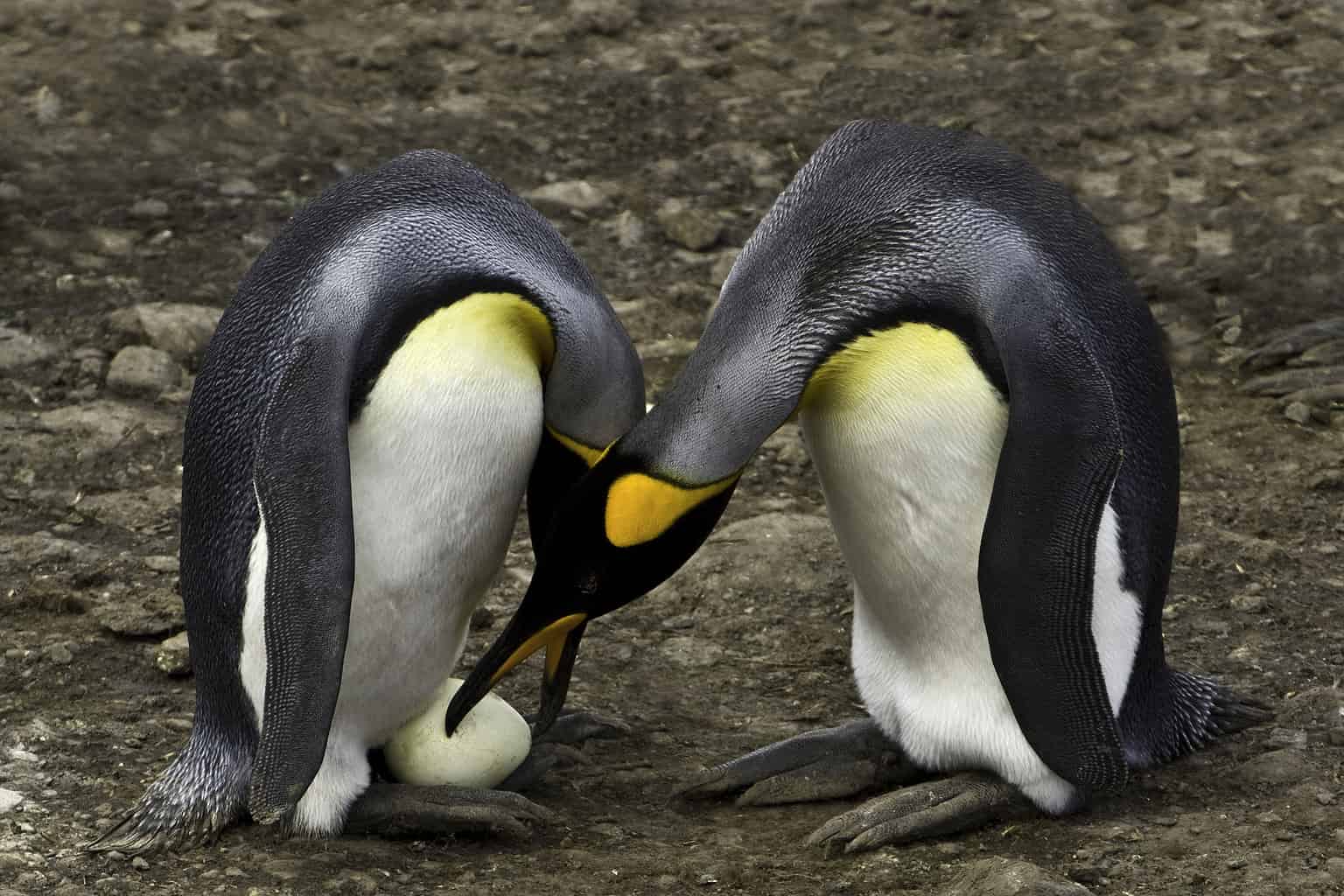 Male vs. Female Penguins: 5 Key Differences - A-Z Animals