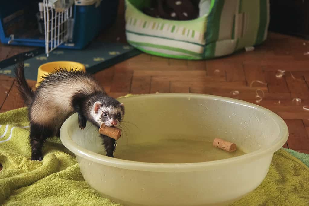Sneaky ferret is hunting cork stopper in water at home