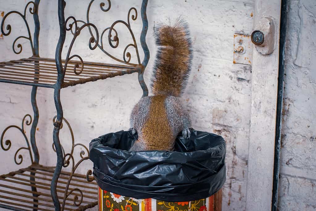 Grey squirrel looking for food in trash can