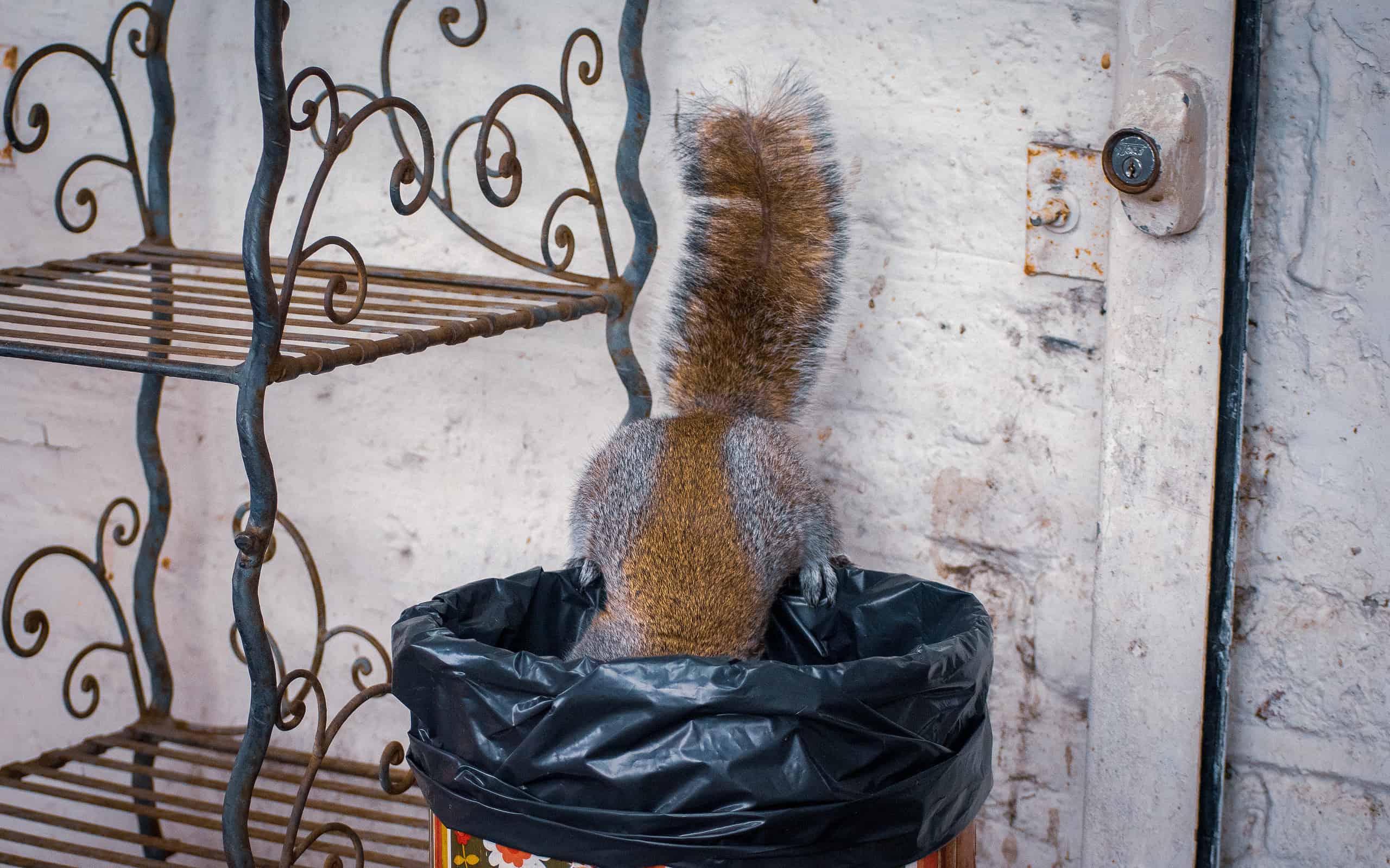 Grey squirrel looking for food in trash can