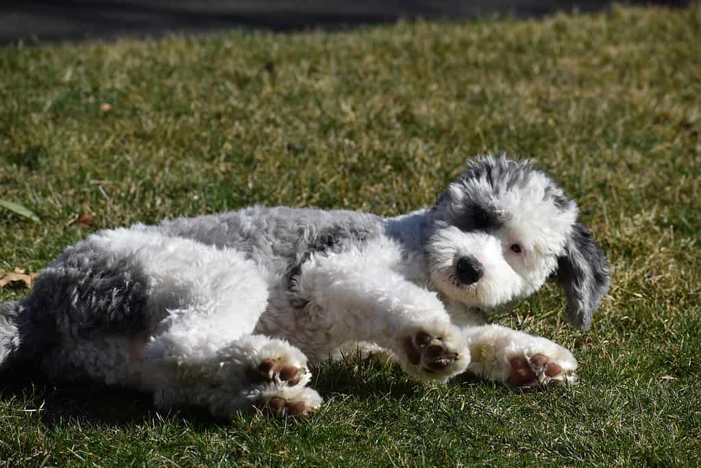 Sheepadoodle Puppy Lying In Grass