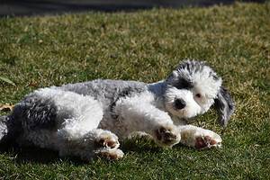 Sheepadoodle Lifespan: How Long They Typically Live + 5 Common Health Problems Picture