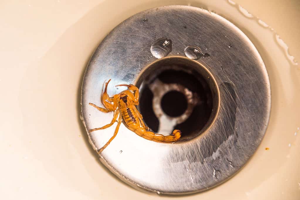 Scorpion in the sink drain