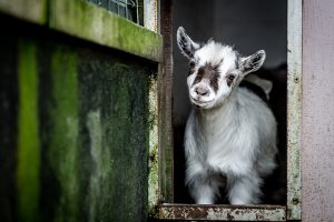 7 Cheapest Goats To Keep as Pets Picture