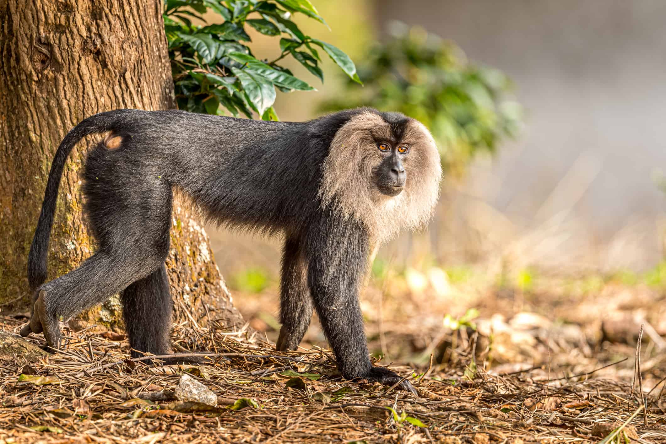 The world of Lion Tailed Macaque!