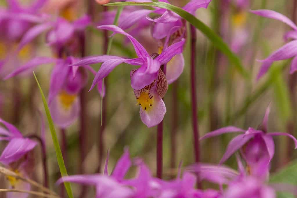 Pink Fairy Slipper Orchids