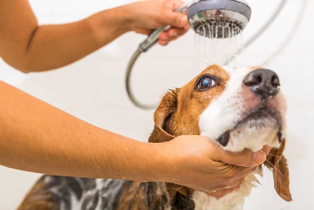 A Beagle mix is being gently rinsed of soap in the shower - View looking up.