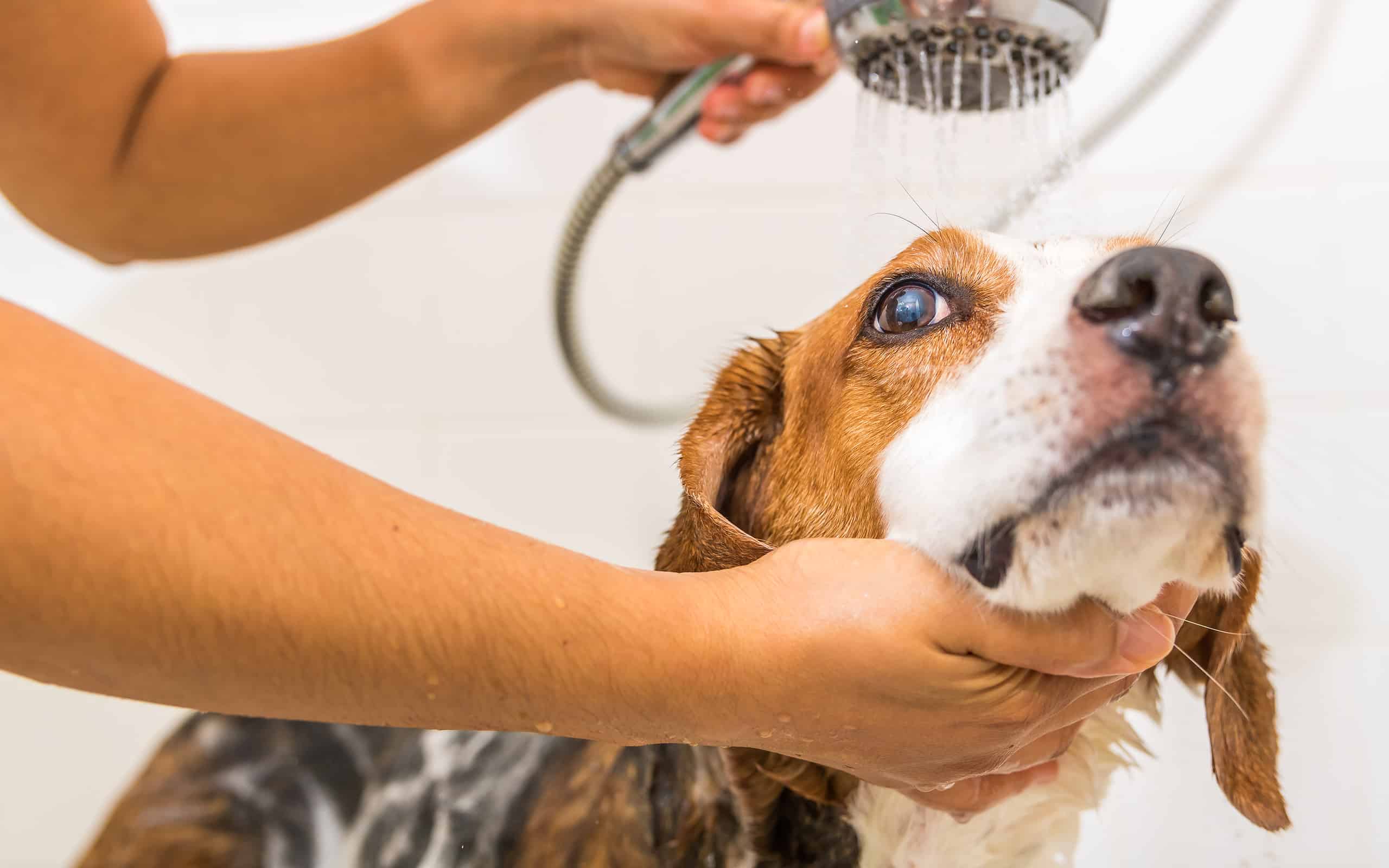 A Beagle mix is being gently rinsed of soap in the shower - View looking up.