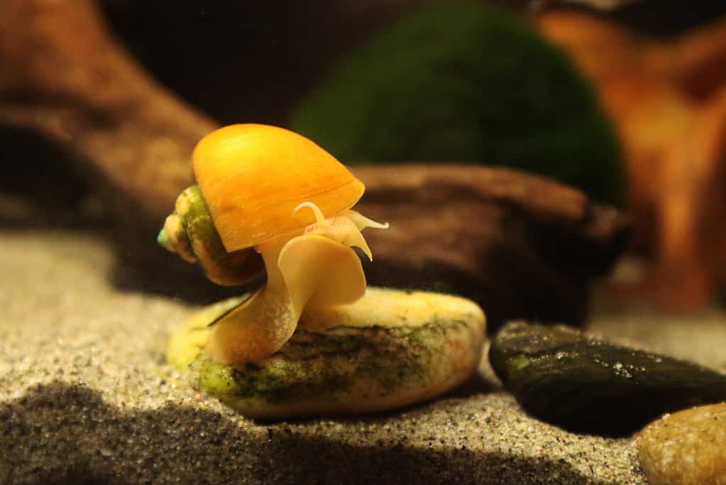 Freshwater Snail - Ampullaria