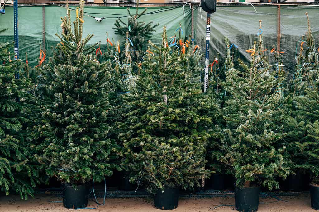 Sale of Christmas trees. Beautiful Christmas trees in pots are sold at the Christmas market.