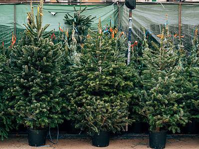 A How to Grow Your Own Christmas Tree