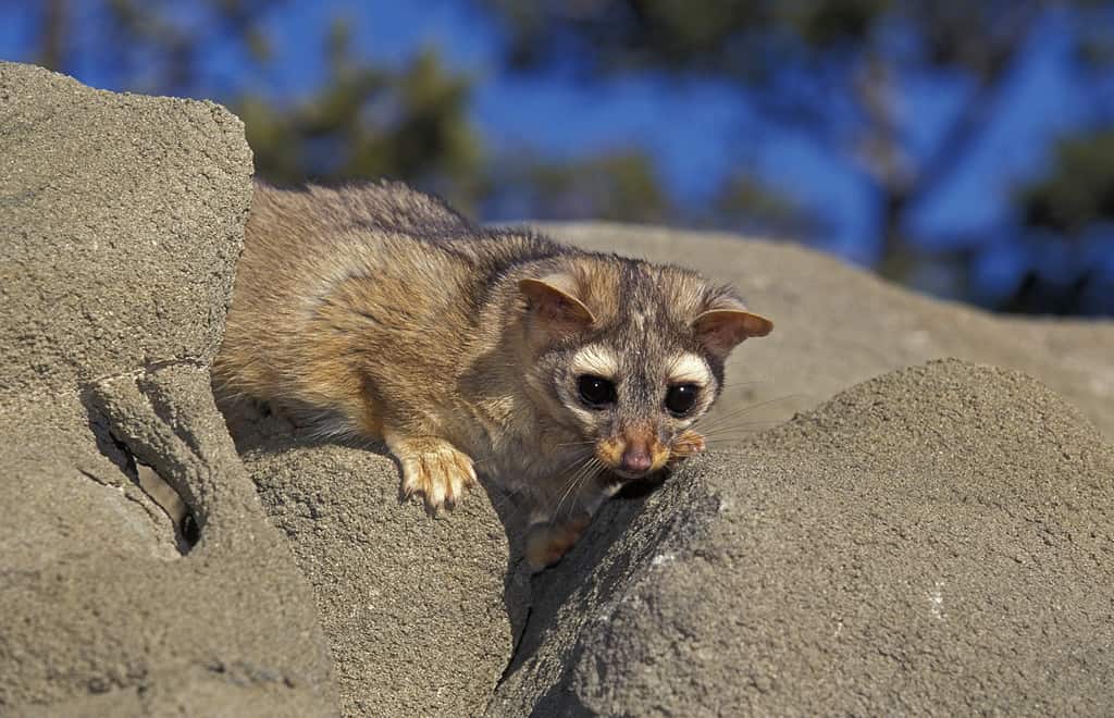 RINGTAIL OR RING-TAILED CAT bassariscus astutus, ADULT ON ROCK, MONTANA