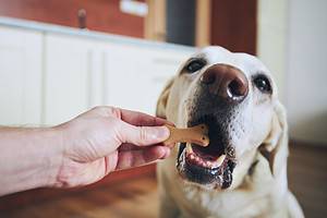 What Is Pica and Why It Causes My Dog to Eat Non-Edible Objects Picture