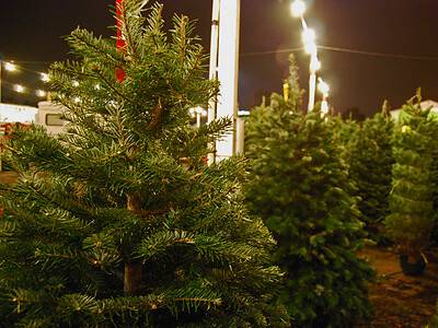 A Christmas Tree Prices 2023: Typical Purchase Price by Type