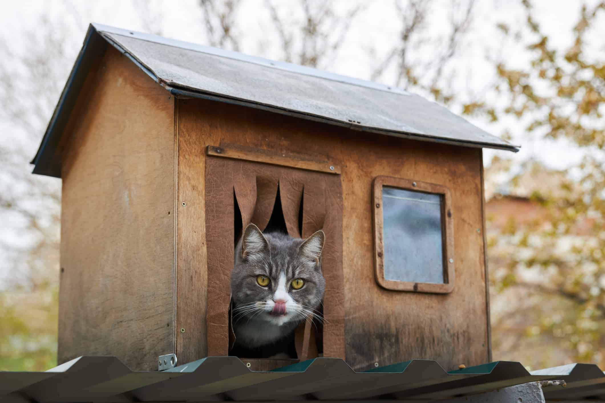 Gray cat sits in his wooden house, sticking his head out and licking his lips