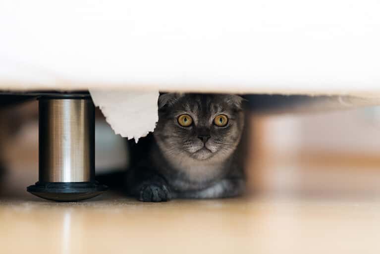 gray cat is hiding under the bed