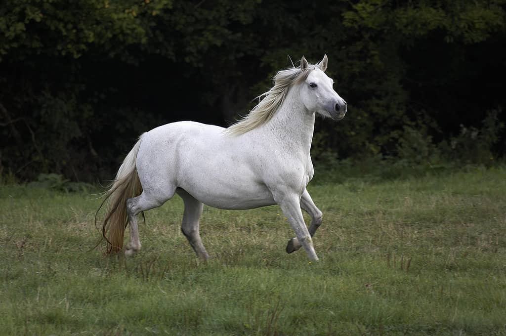 Connemara Pony, Mare Trotting through Meadow