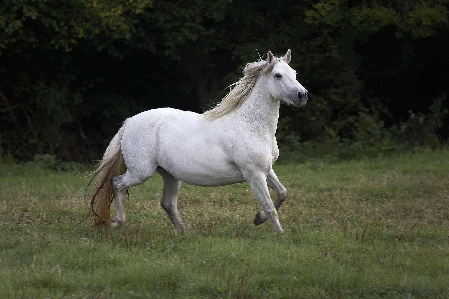 The 15 Best Horse Breeds To Use For Show Jumping - A-Z Animals