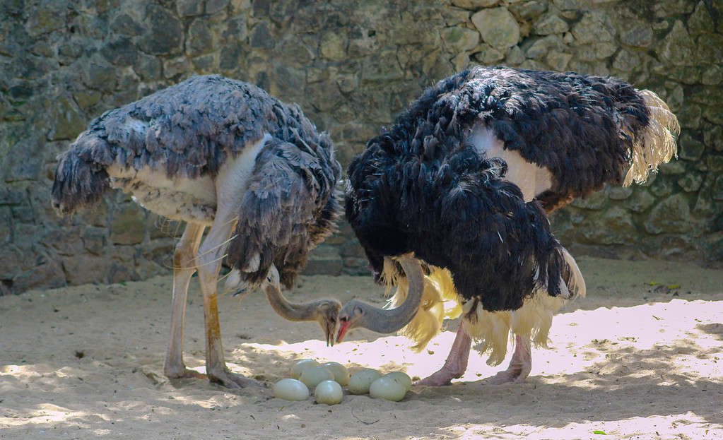 Two ostriches looking after their eggs. Bird parenting