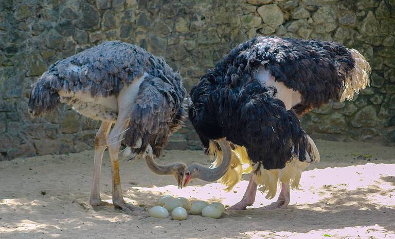 Two ostriches looking after their eggs. Bird parenting