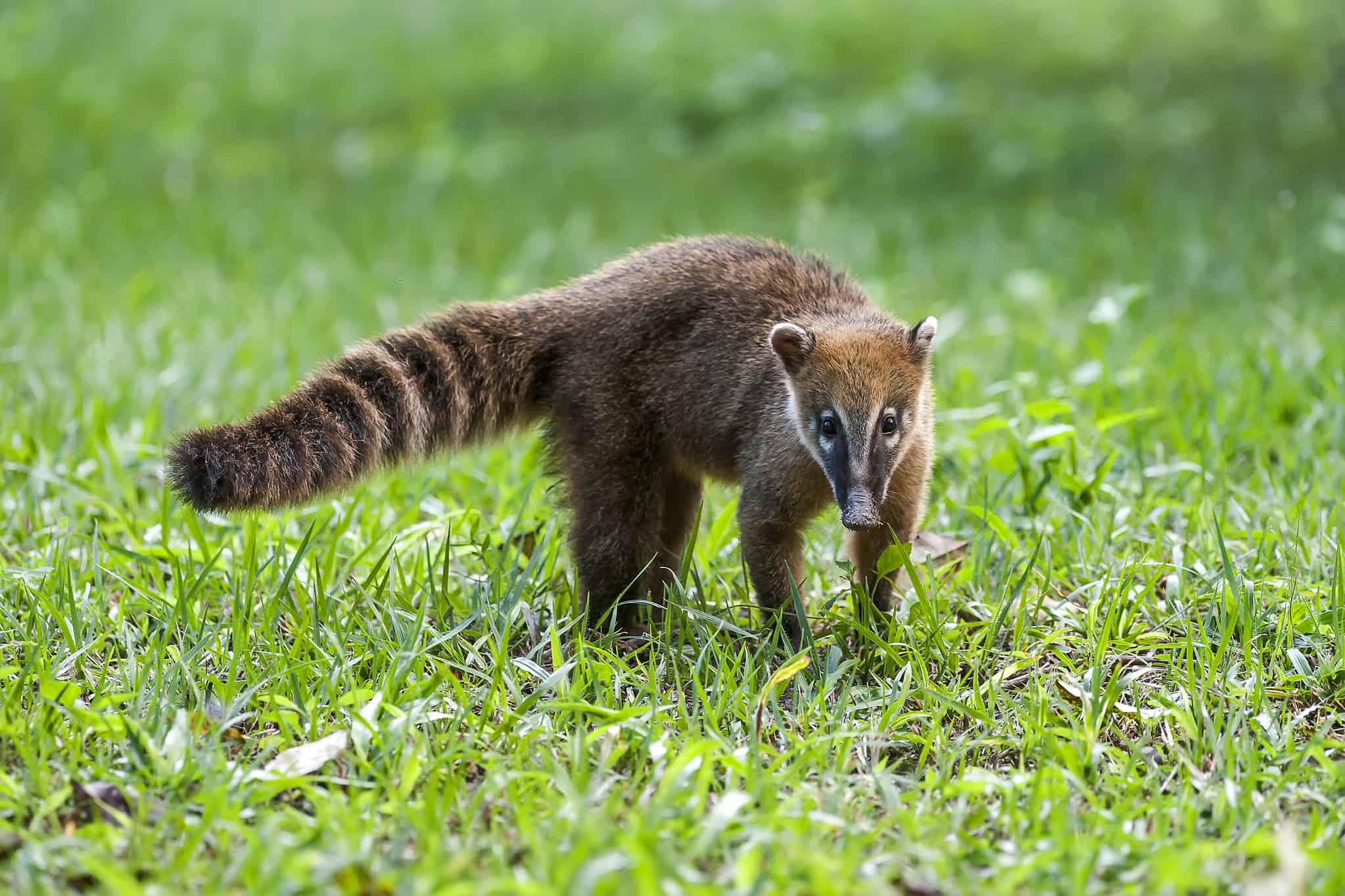 23 Animals with Striped Tails AZ Animals