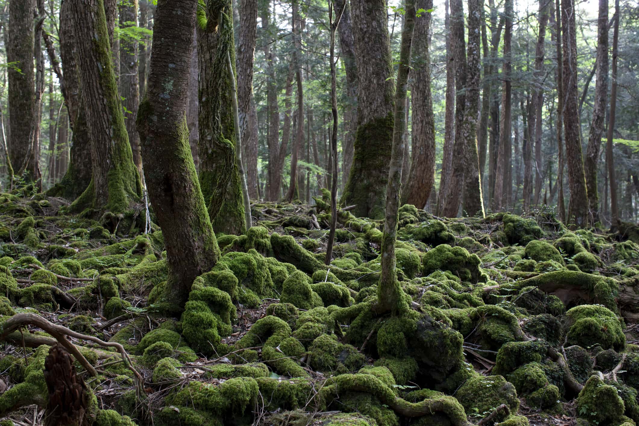 Aokigahara suicide forest in japan