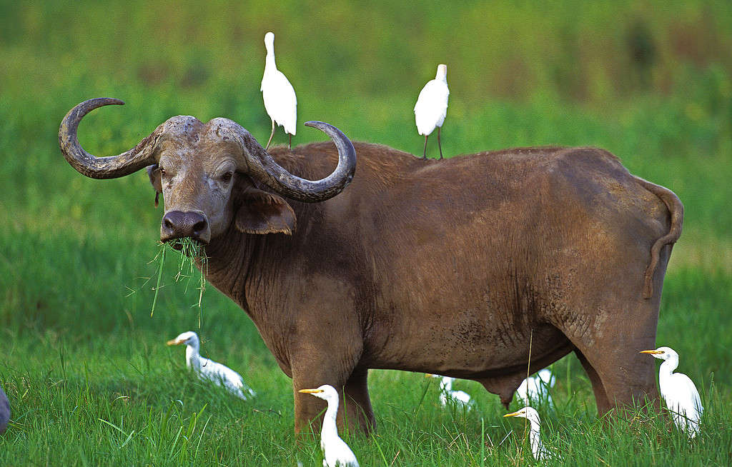 African Buffalo, syncerus caffer, with Cattle Egret, bubulcus ibis, Masai Mara Park in Kenya