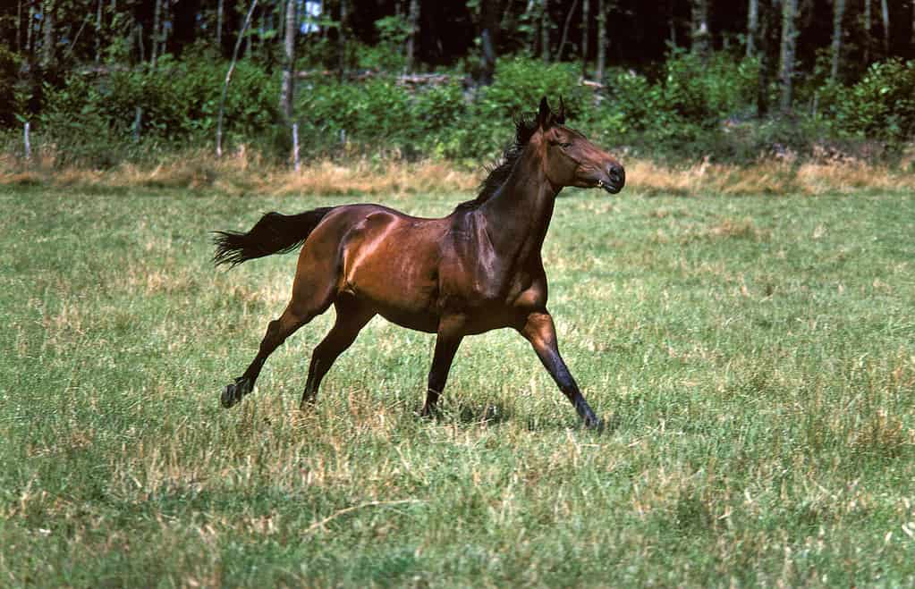 Selle Francais Horse Galloping through Paddock