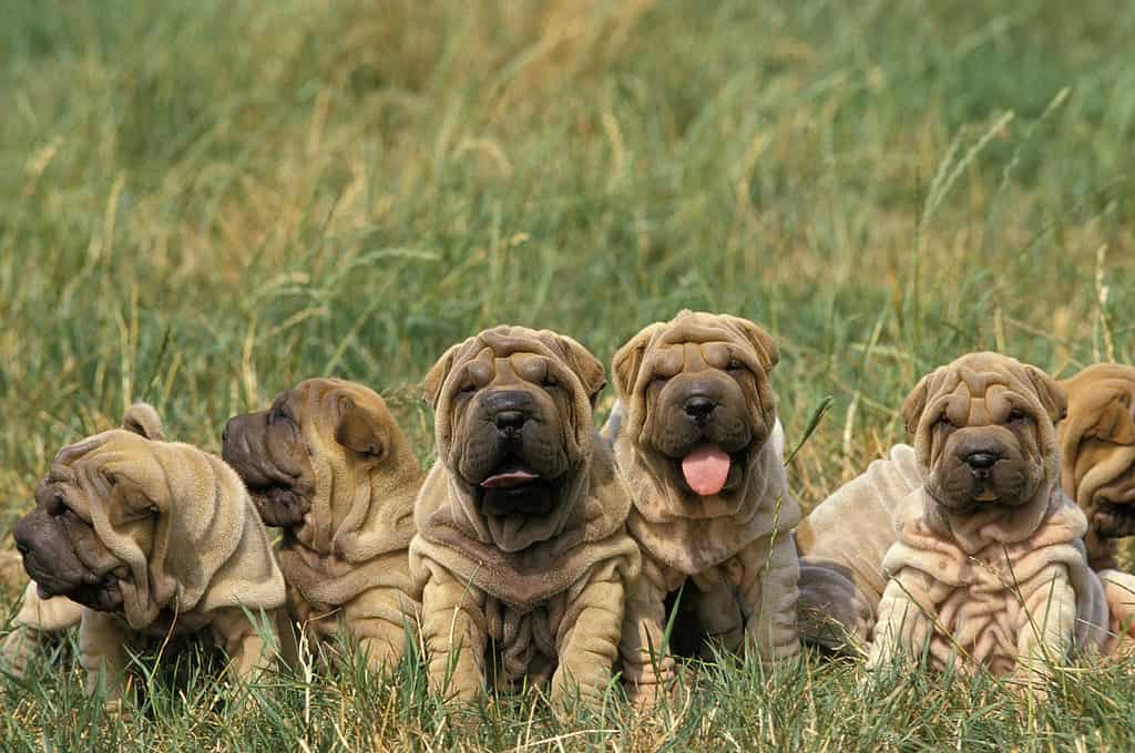 Shar Pei Dog, Pups sitting on Grass