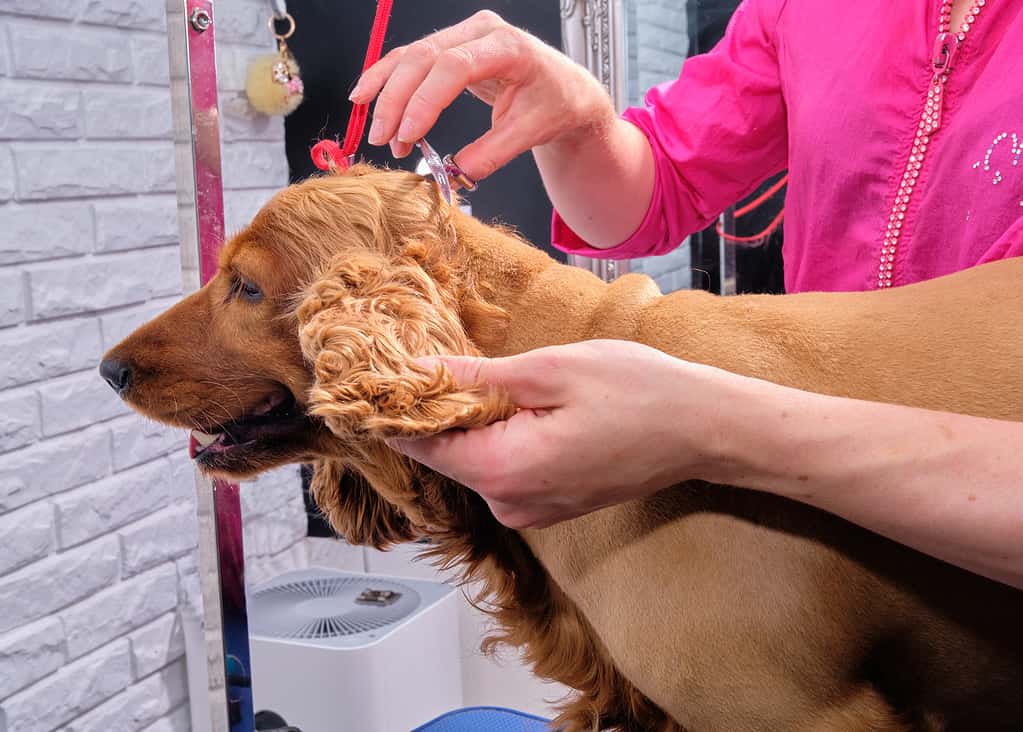 A female groomer uses scissors to trim the dog's fur. a woman takes care of a Cocker Spaniel