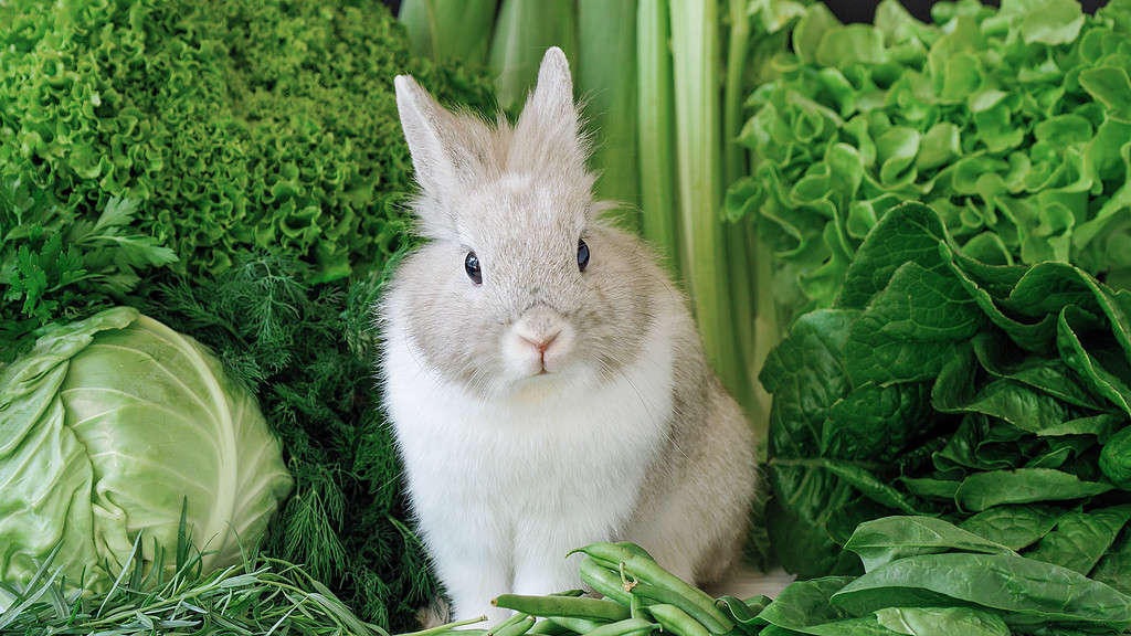 Decorative Rabbit on a Greens Background. Cute Fluffy Bunny Sits in Near Romaine Lettuce Salad, Cabbage, Dill, Parsley, Oak Salad, Corn, Asparagus and Spinach. Various Natural Organic Food For Vegans