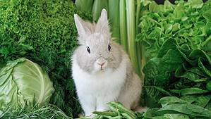Yes, Rabbits Can Eat Spinach! But Follow These 4 Tips Picture