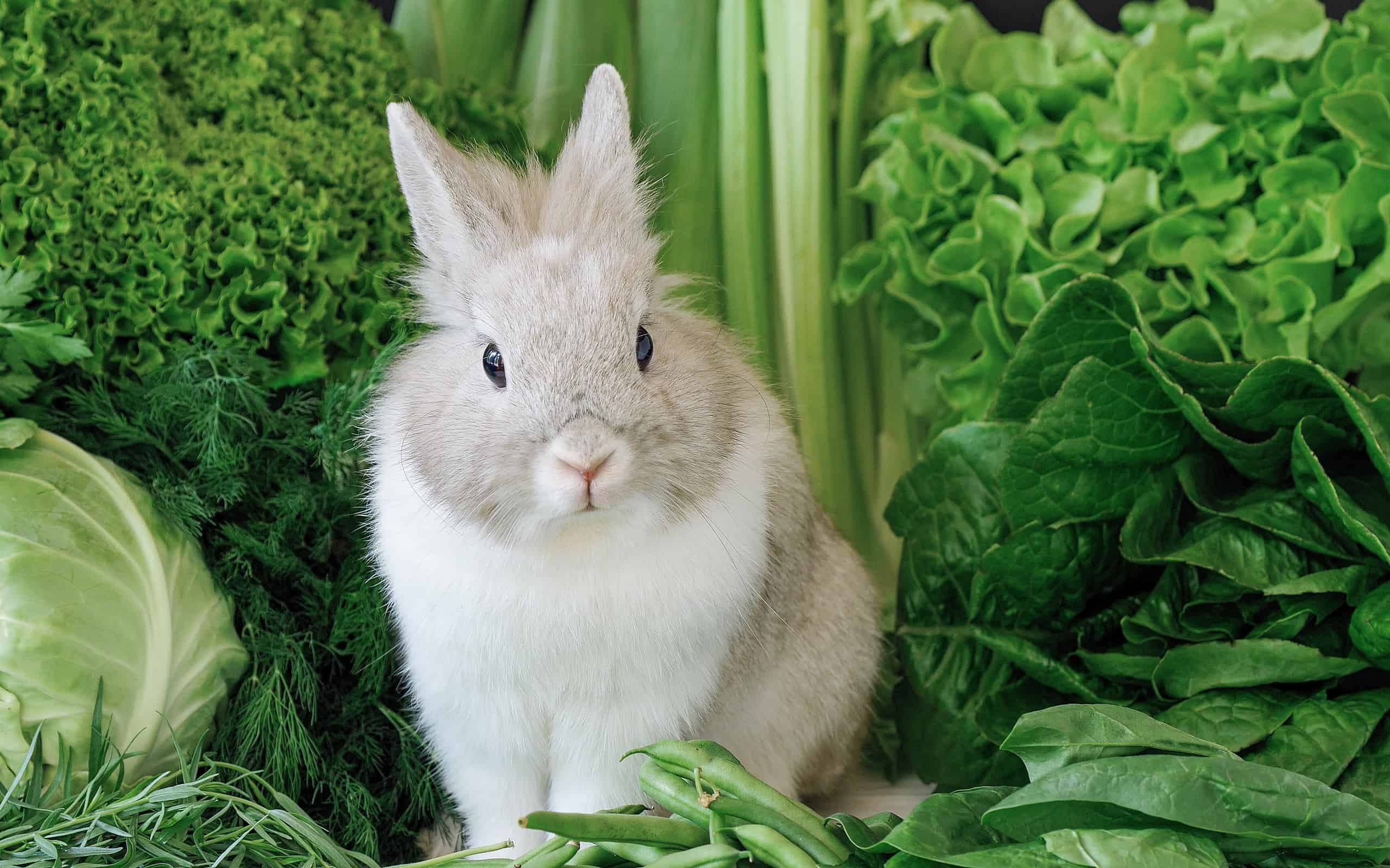 Decorative Rabbit on a Greens Background. Cute Fluffy Bunny Sits in Near Romaine Lettuce Salad, Cabbage, Dill, Parsley, Oak Salad, Corn, Asparagus and Spinach. Various Natural Organic Food For Vegans