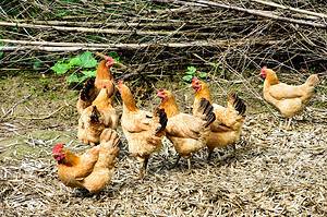 12 Beautiful Golden Chicken Breeds Picture