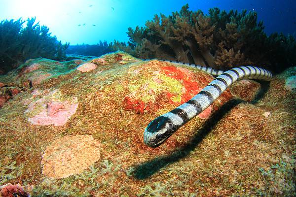 Can Snakes Really Breathe Underwater? - A-Z Animals