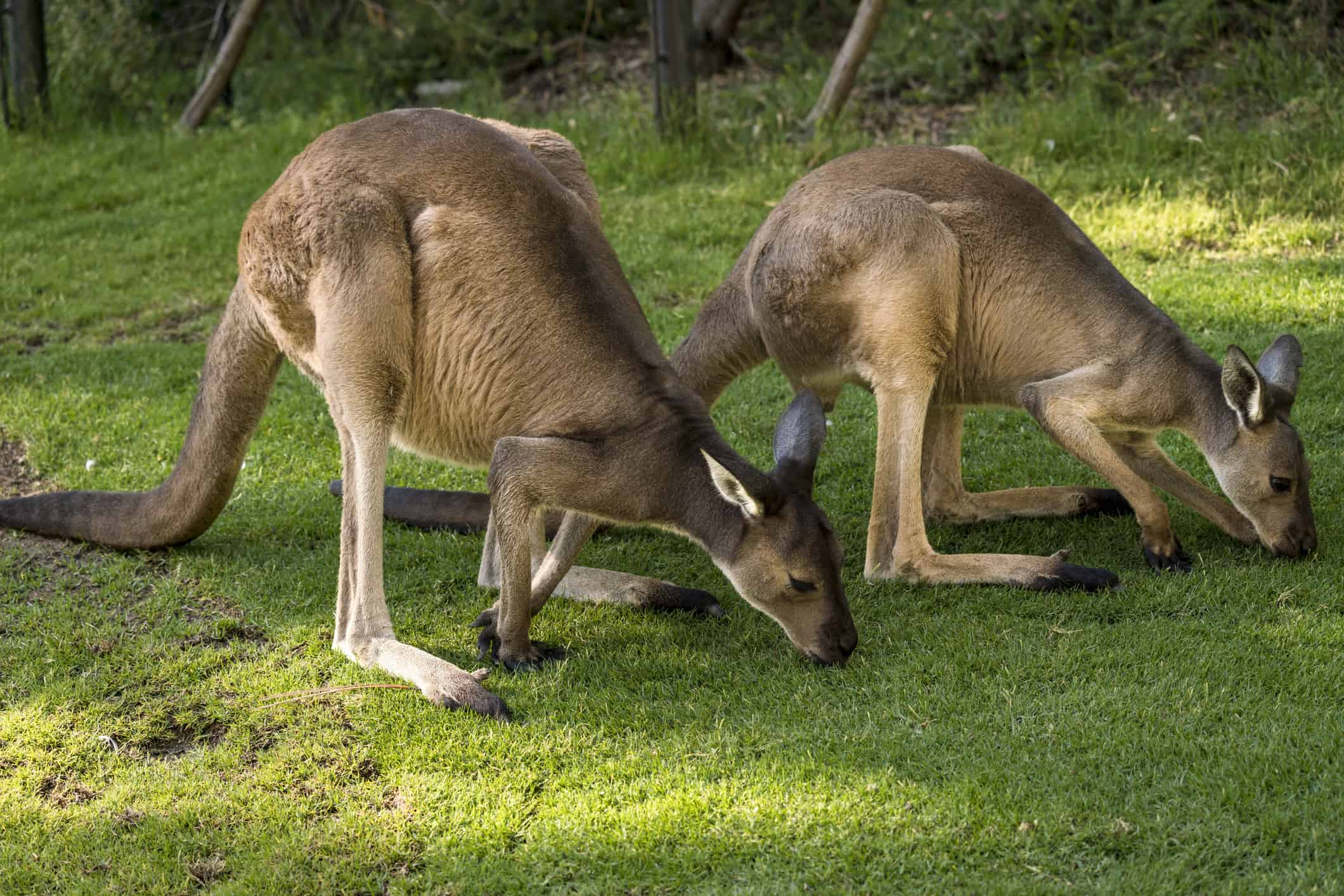 pair of wild western gray kangaroos feeding