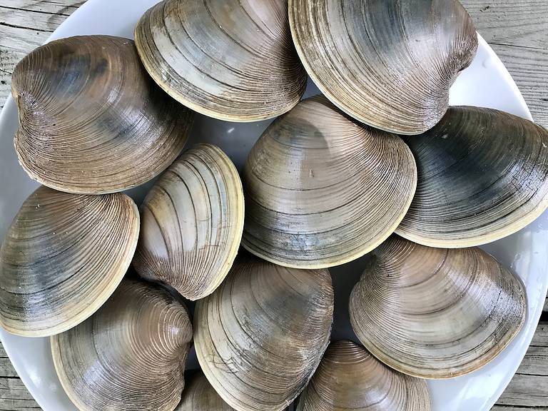 Cherrystone Clams (Mercenaria mercenaria)