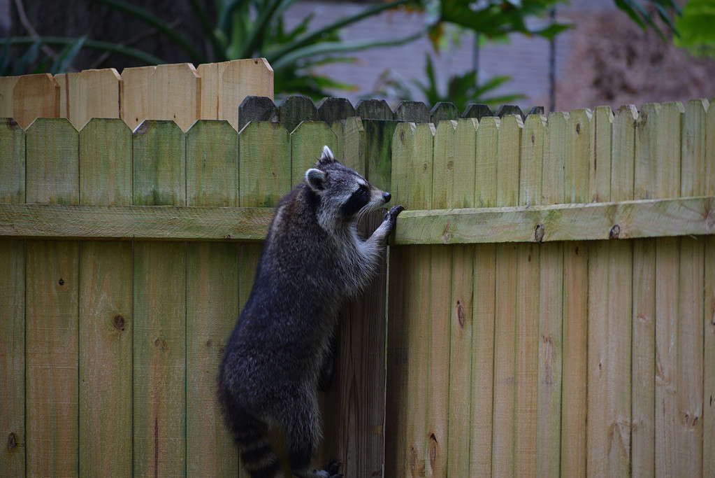 Raccoon on fence
